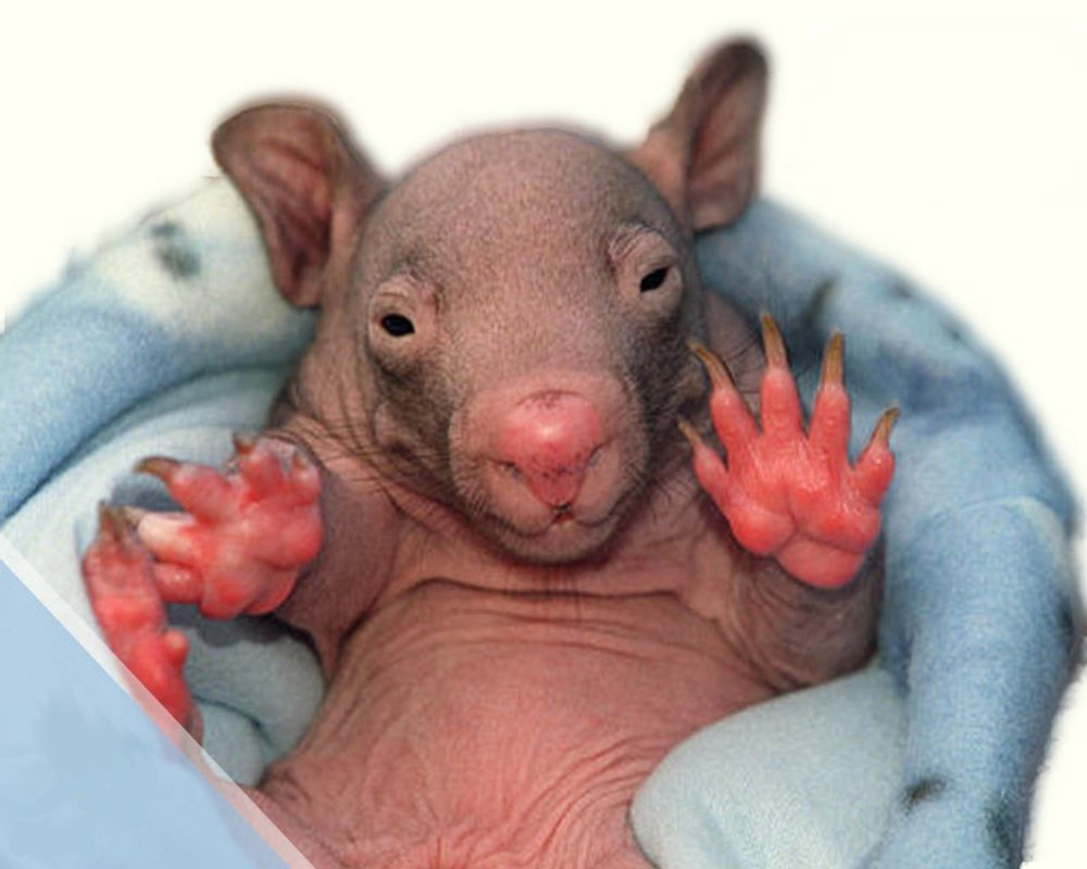 baby wombat